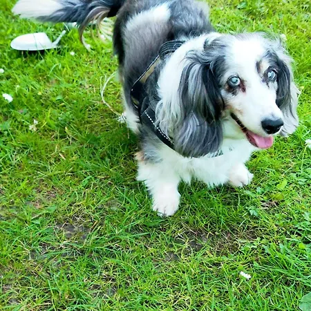 Hipyrenees - 아파트 *