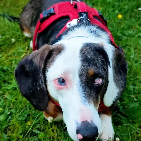 아파트 Hipyrenees - 바네르드비고르