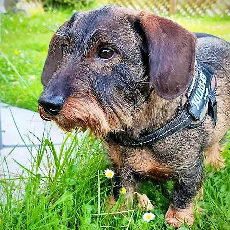 Hipyrenees - 바네르드비고르