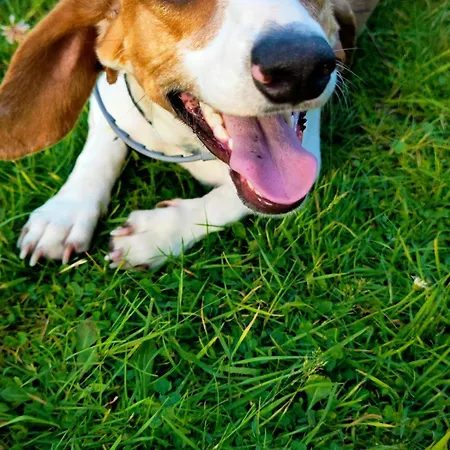 Hipyrenees - 아파트 *