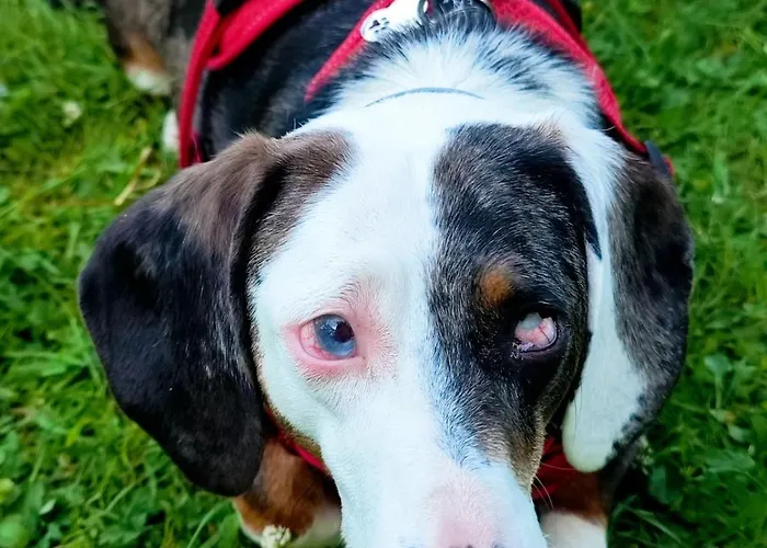 Apartment Hipyrenees - Bagneres-de-Bigorre