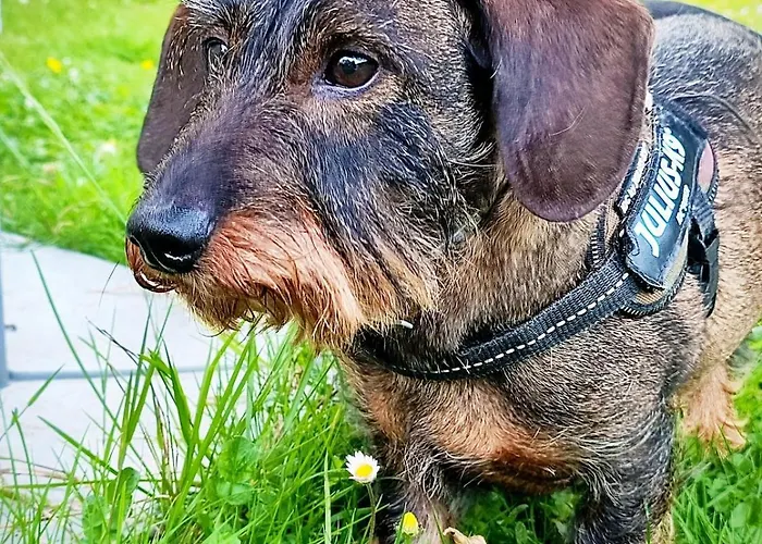 Hipyrenees - Bagneres-de-Bigorre